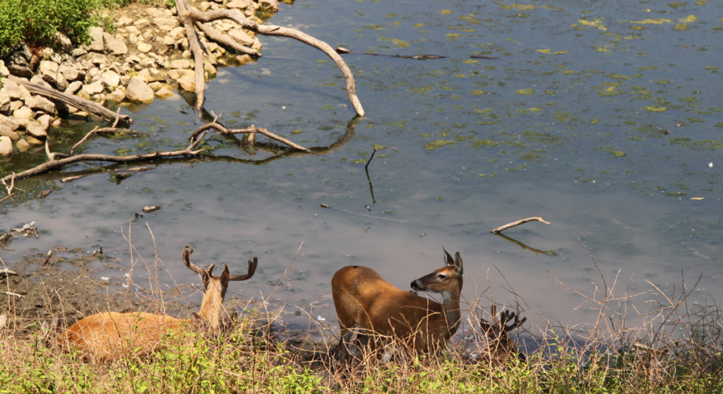 Deer Park - Quincy Park District